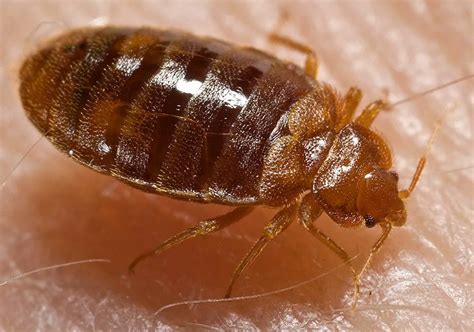 Bed bugs exterminator niagara falls Sioux Falls bed bugs